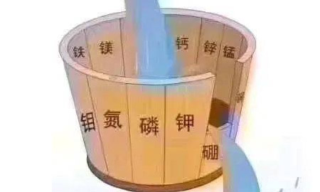 施肥的三大基本原则！植物营养与肥料系列科普知识